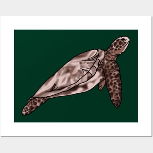 Tammy the Turtle Posters and Art